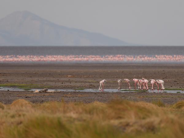 <h3><a href="/trips/tanzania/biota/animalia/chordata/aves/012 phoenicopteriformes/001 phoenicopteridae/phoeniconaias minor/phoeniconaias minor-nl.html">Phoeniconaias&nbsp;minor</a> / Lesser&nbsp;flamingo / Kleine&nbsp;flamingo</h3>OM-1 Mark II met OLYMPUS M.150-400mm F4.5, 1/2000 sec  bij F4.5, ISO 1000, afstand 147&nbsp;m